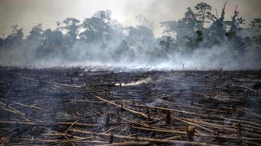 La déforestation pourrait être considérée comme un écocide. 