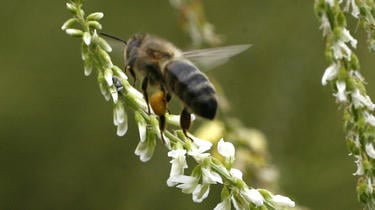 Les abeilles font partie des espèces en danger